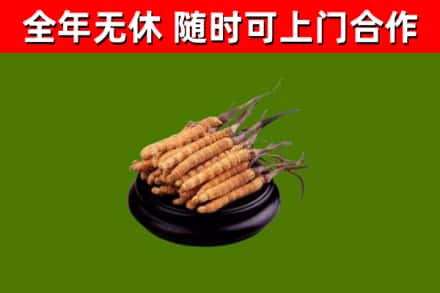 端州回收冬虫夏草