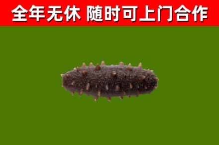 端州回收海参干